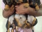 Dachshund puppies