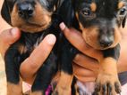 Dachshund puppies