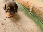 Dachshund Puppies