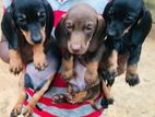 Dachshund Puppies