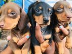 Dachshund Puppies