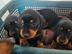 Dachshund puppies