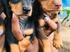 Dachshund Puppies