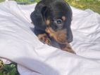 Dachshund Puppies