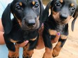 Dachshund puppies