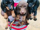 Dachshund Puppies