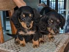 Dachshund Puppies