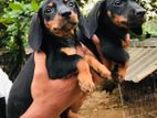 Dachshund puppies