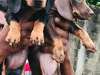 Dachshund Puppies