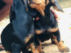 Dachshund Puppies