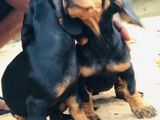 Dachshund Puppies