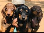 dachshund puppies