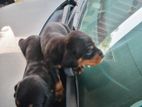 Dachshund Puppies