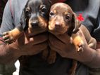 Dachshund Puppies