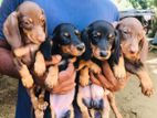 Dachshund Puppies