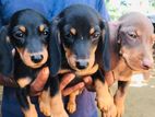 Dachshund Puppies