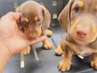 Dachshund Puppies