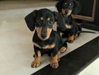 Dachshund Puppies