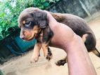 Dachshund Puppies