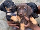 Dachshund Puppies