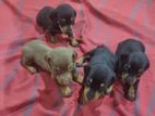 Dachshund Puppies