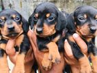 Dachshund Puppies