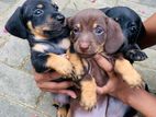 Dachshund Puppies