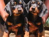 Dachshund Puppies