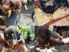 Dachshund Puppies