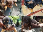 Dachshund Puppies