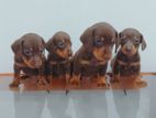 Dachshund Puppies