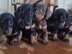 Dachshund Puppies