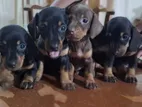 Dachshund Puppies