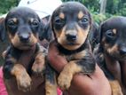 Dachshund Puppies