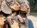 Dachshund Puppies