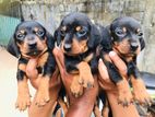Dachshund Puppies