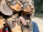 Dachshund Puppies