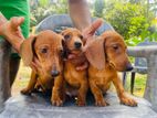 Dachshund Puppies