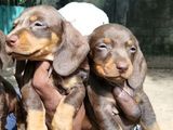 Dachshund Puppies