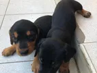 Dachshund Puppies