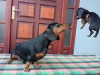 Dachshund Puppies