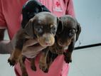 Dachshund Puppies