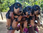Dachshund Puppies