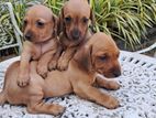 Dachshund Puppies