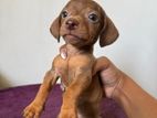 Dachshund Puppies