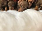 Dachshund Puppies