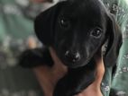 Dachshund Puppies