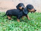Dachshund Puppies