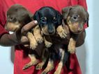 Dachshund Puppies