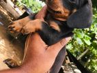 Dachshund Puppies